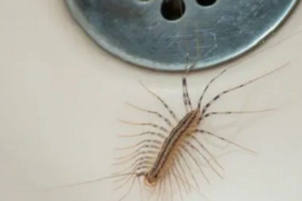 Stiže ljeto, a sa njim i insekti: Ako vidite stonoge u kući, nikako ih ne ubijajte, evo kako vam mogu pomoći