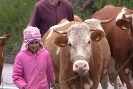 Putuje svakog dana 8 kilometara do škole, odličan je đak i ima jednu želju: Tijana je kao i sve djevojčice, samo što vodi računa o 4 krave