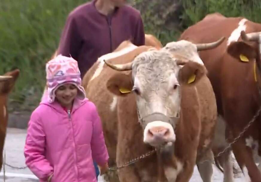 Tijana Babić čuva krave