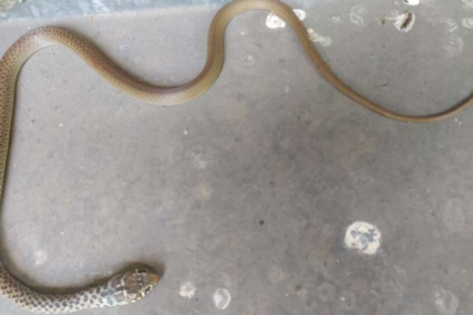 "Serum reaguje do 2 sata nakon ugriza" Zbog ujeda zmije otrovnice u Mostaru hospitalizovana 3 pacijenta