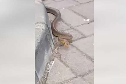 Ljudi uznemireni: Na parkingu ponovo snimljena zmija, stručnjak otkriva o kojoj vrsti je riječ (VIDEO)