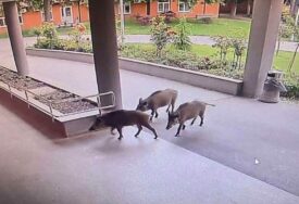 NEOBIČAN SLUČAJ Divlje svinje “posjetile” zagrebačku bolnicu, pacijenti od straha nisu smjeli izaći (VIDEO)