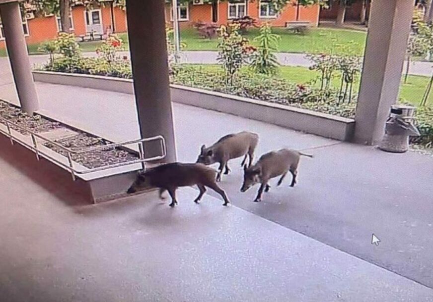 Divlje svinje ispred bolnice