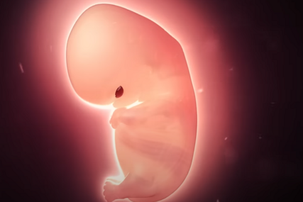 Embrion u razvoju