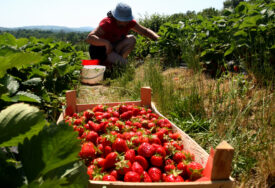 Klimatske promjene "došle glave" slatinskim jagodama: Ugrožen poznati brend domaće poljoprivrede