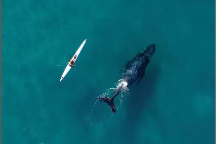 NESVAKIDAŠNJI PRIZOR Znatiželjni kit plivao uz kajakaša u Sidneju (VIDEO)
