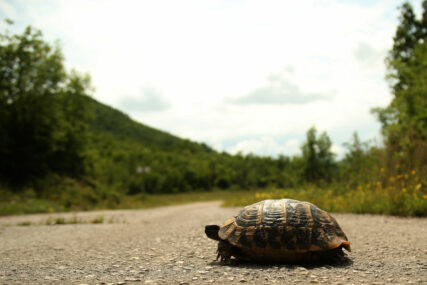 Šta znači sanjati kornjaču: One su univerzalan simbol znanja, koncentracije i mudrosti