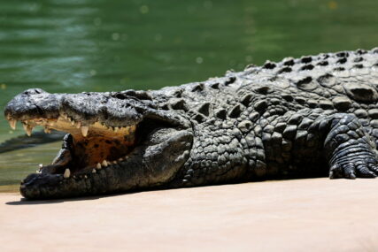 Krokodil u zoo vrtu