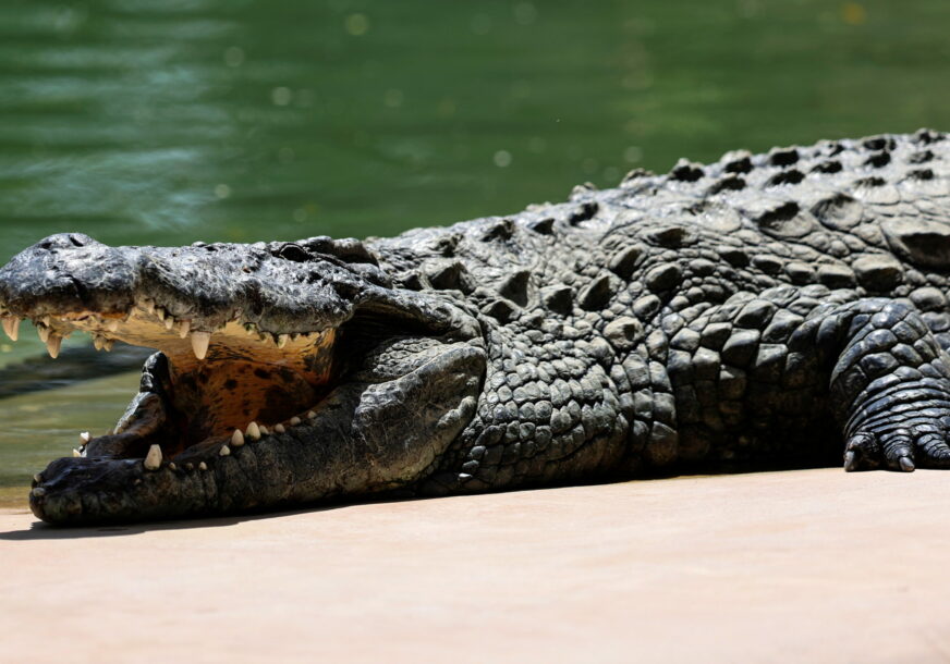 Krokodil u zoo vrtu