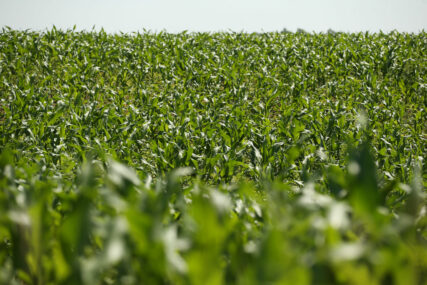 RODNA GODINA Prinos kukuruza u Srpskoj nešto veći od prosjeka