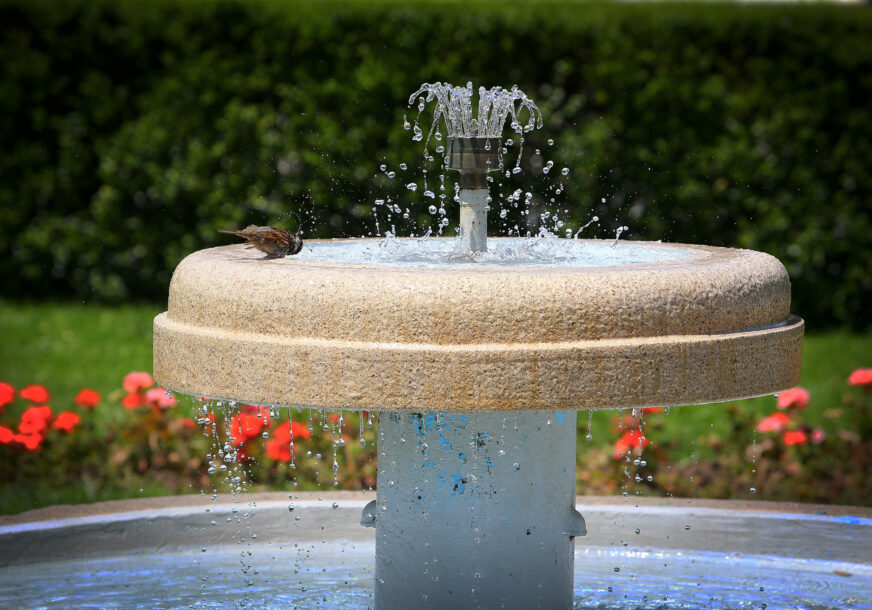 ljeto vrabac vrućina fontana