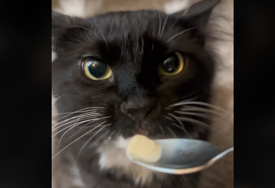 Mačak proba sladoled: Oduševiće vas njegova reakcija nakon što je pojeo poslasticu (VIDEO)