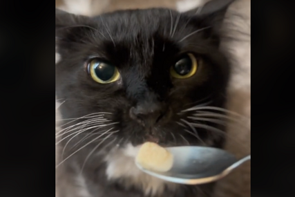 Mačak proba sladoled
