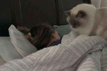 “Leo je najbolji alarm” Mačak na smiješan način pokušava probuditi vlasnicu (VIDEO)