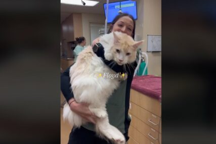 "Želim da mi on čuva kuću" Veterinarska tehničarka pokazala svog najvećeg mačjeg pacijenta, ljudi šokirani (VIDEO)