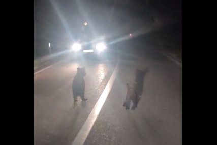 Planinare obradovao neočekivani susret: Mečka i mladunci trče preko ceste kod Livna (VIDEO)