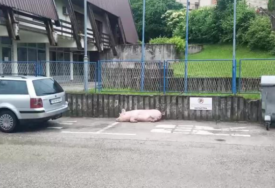 NEOBIČAN PRIZOR NASMIJAO SVE Svinja zavezana na parkingu kod policije u Mrkonjić Gradu (VIDEO)