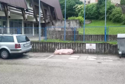 NEOBIČAN PRIZOR NASMIJAO SVE Svinja zavezana na parkingu kod policije u Mrkonjić Gradu (VIDEO)