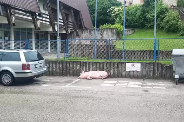 Svinja zavezana na parkingu u Mrkonjić Gradu