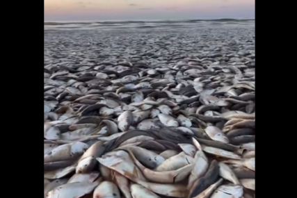 Hiljade mrtvih riba preplavile obalu: Plaža zatvorena, preporučuje se izbjegavanje kupanja u tom području (VIDEO)