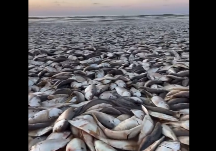 Mrtve ribe na obali