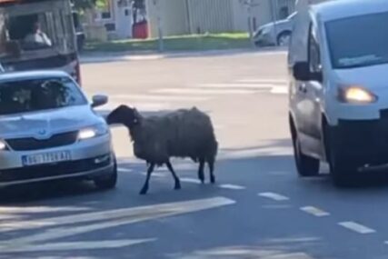 IZGUBILA SE U GUŽVI Ovca uplašeno trči prometnom ulicom, vozači u čudu (VIDEO)