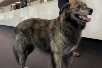 Toronto možda dobije psa za gradonačelnicu: Kuca Moli i njen vlasnik se kandidovali za predstojeće izbore (VIDEO)