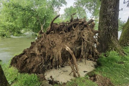 Priroda zna biti lijepa, ali i okrutna: Ogromno drvo iščupano iz korijena je palo u rijeku Vrbas (VIDEO, FOTO)