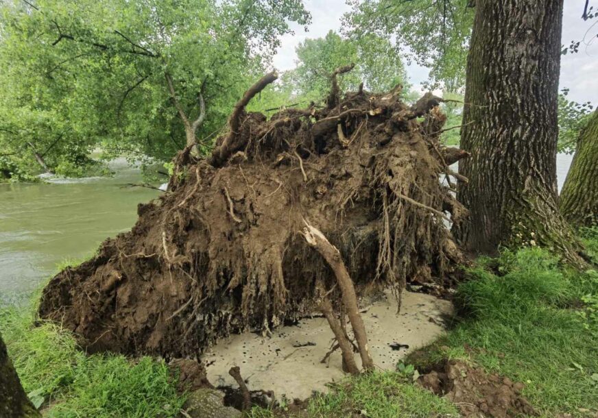 Drvo srušeno u rijeci