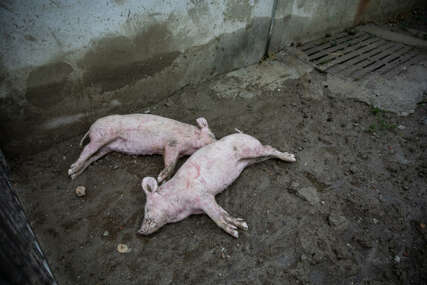 Dezinfekcioni punktovi zbog afričke svinjske kuge: U Ugljeviku uspostavljen centar za asistenciju provođenja mjera