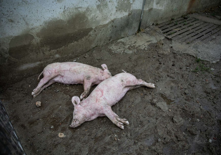 Dezinfekcioni punktovi zbog afričke svinjske kuge: U Ugljeviku uspostavljen centar za asistenciju provođenja mjera