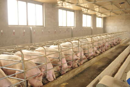 Bolest potvrđena na 17 imanja: Registrovano 8 novih slučajeva afričke kuge svinja