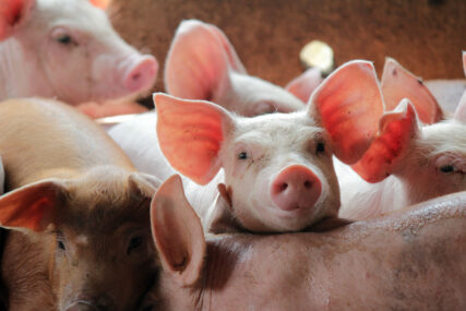 Raste broj zaraženih životinja: Kina zabranila uvoz svinja iz BiH i Hrvatske zbog afričke kuge
