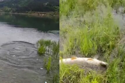 Strahinja je na Zavojskom jezeru upecao "grdobu": Vidio sam da se nešto presijava u vodi, a ONDA JE KRENULA BORBA (VIDEO)