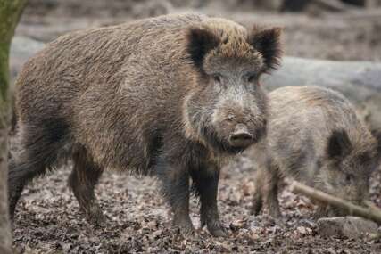 Životinja bila zaražena afričkom kugom: U Doboju lovci pronašli tijelo divlje svinje