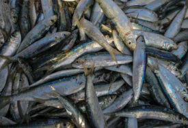 Evo ko ne smije da jede sardine: Ako imate neku od ove 3 bolesti, ne treba ni da ih pomirišete