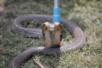 "Ujela me za lice" Jastreb ispustio zmiju ženi na glavu, pa je oboje napali (FOTO)