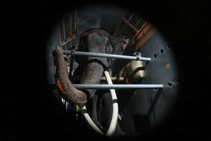 Diplomatski spor zbog slona: Nakon navodnog zlostavljanja u Šri Lanci, životinja se vratila na Tajland