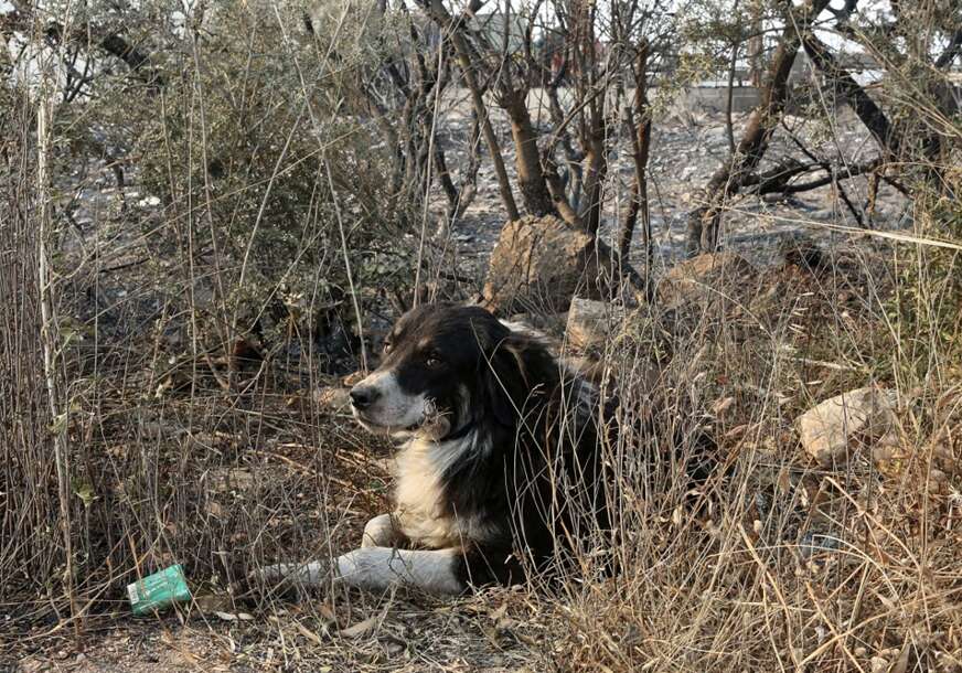 Pas, požar u Grčkoj