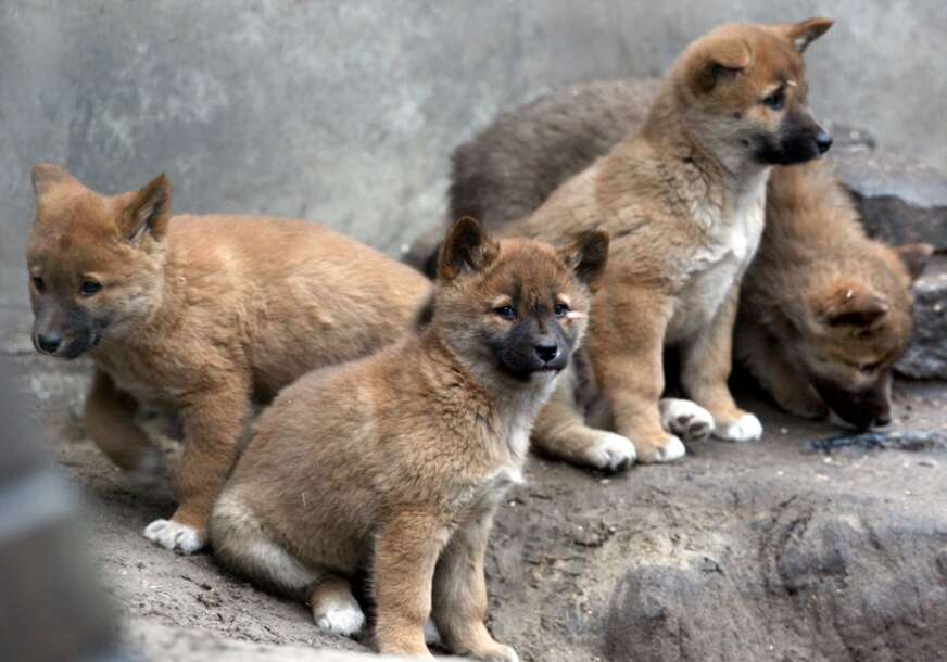 Dingo, Australijski psi
