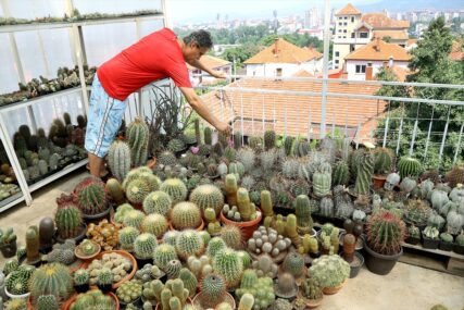 Njegova bogata bašta stvarana je skoro 30 godina: Boban na krovu kuće gaji više od 1.000 vrsta kaktusa (FOTO)