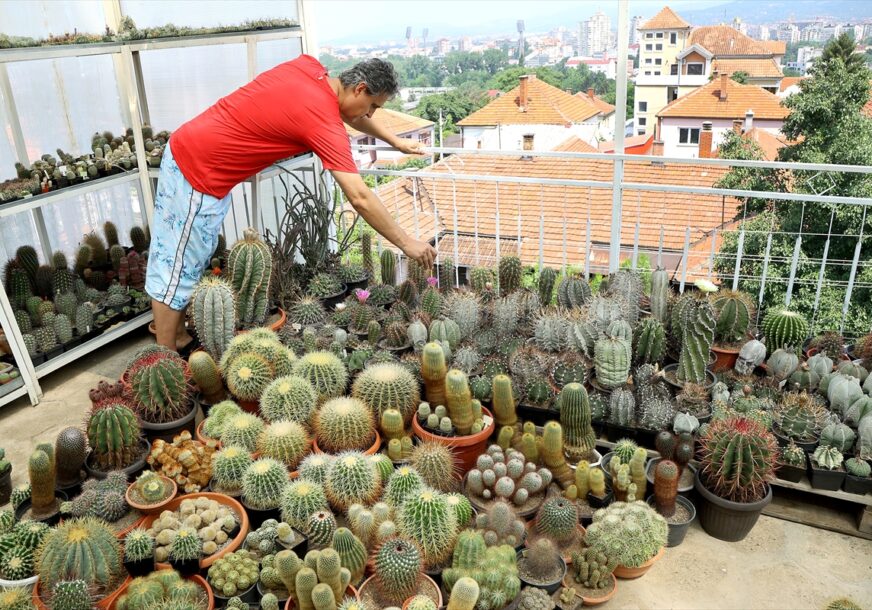 Uzgoj kaktusa u Nišu