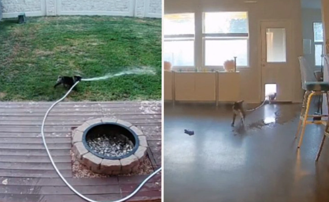 Buldog napravio poplavu u kući