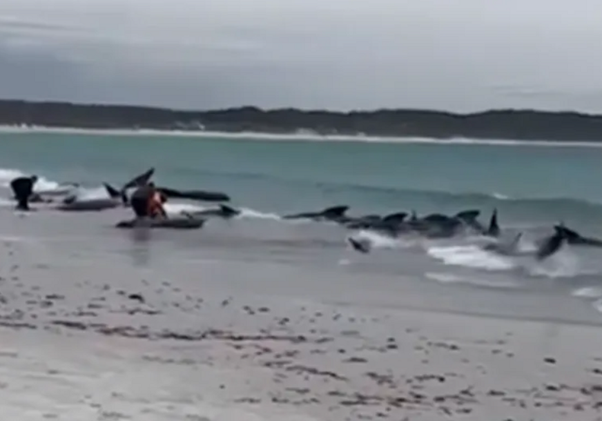 Delfini se nasukali na obalu mora