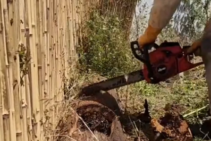 Ušao maskiran u dvorište i presjekao drvo: Ono što je iz njega izletjelo šokiralo ga je (VIDEO)