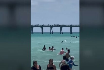 "Neko je još uvijek u vodi"  Ajkula plivala blizu obale na Floridi (VIDEO)