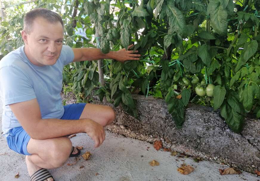 Autohtone sorte džinovskog paradajza: Velibor Budić u gradskoj baštici ispod prozora, proizvodi povrće (FOTO)