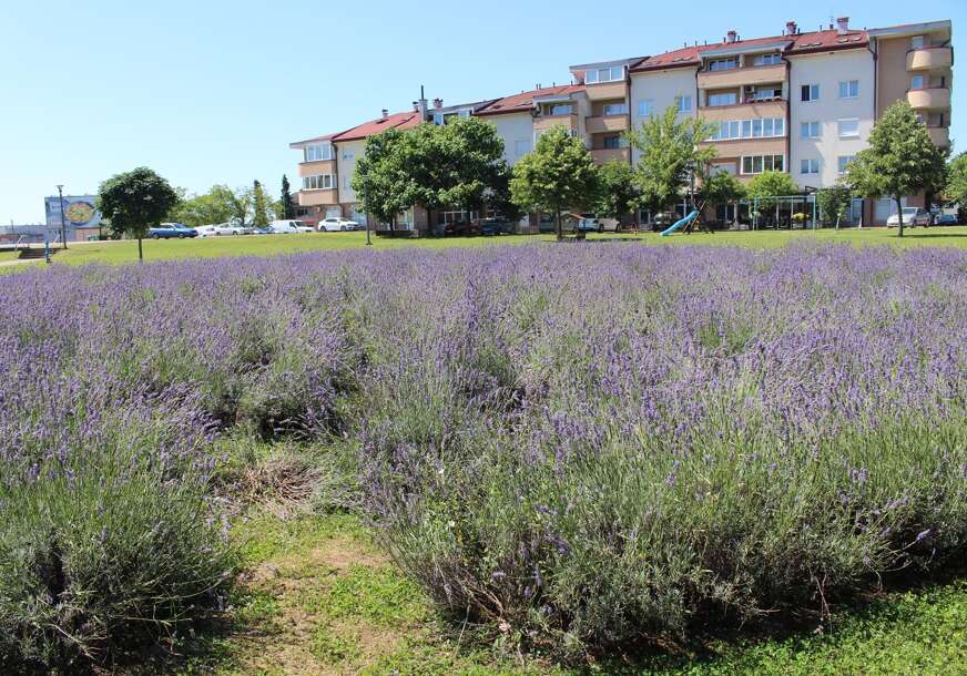 ELEGANCIJA I LAKO ODRŽAVANJE Posadite ovu biljku i riješite se komaraca, a možete je koristiti u kulinarstvu