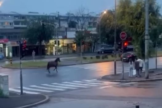Konj trči ulicama Beograd