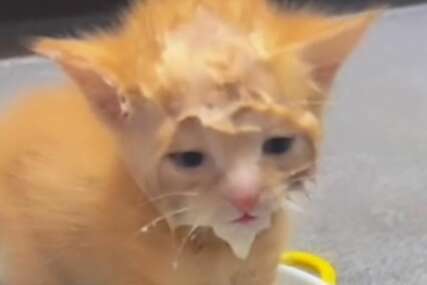 "Ovo je nešto preslatko" Mačak toliko voli mlijeko da je potpuno smočio glavu, video oduševio mnoge (VIDEO)